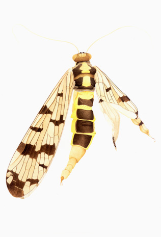 Illustration for article titled The Mutant Art of Radioactive Insects